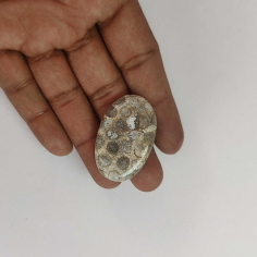 Wholesale Natural Fossil Coral Gemstone Supplier India