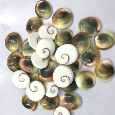 Natural Shiva Eye Shell Gemstone Cabochon Manufacturer