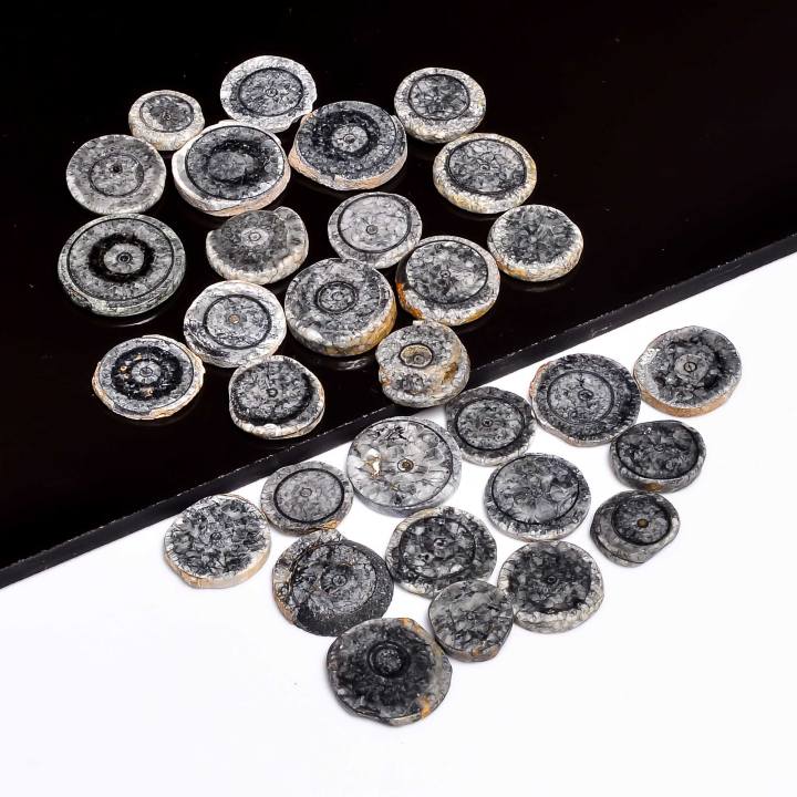 Natural Black Coral Slice Loose Designer Gemstone Cabochons Supplier