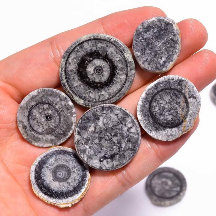 Natural Black Coral Slice Loose Designer Gemstone Cabochons Supplier